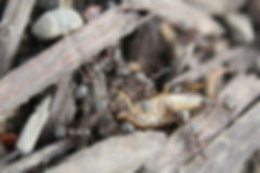 Prairie Mound Ant (Formica montana)