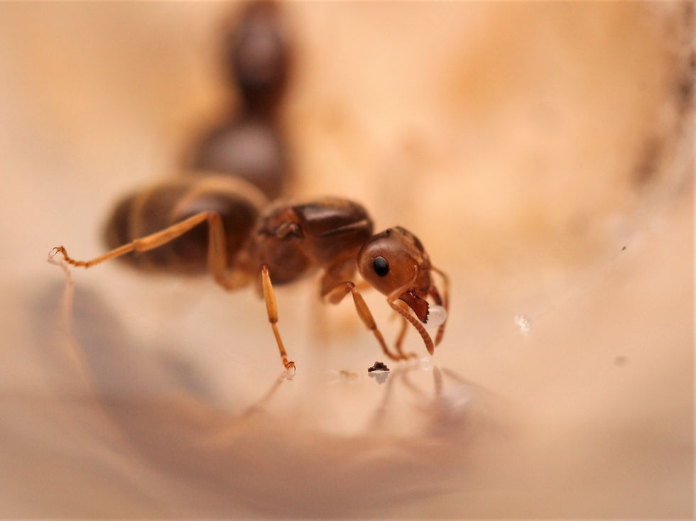 Thumbnail: American Yellow Meadow Ants (Lasius brevicornis)