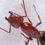 Thumbnail: Lesser Red Carpenter Ant (Camponotus decipiens)