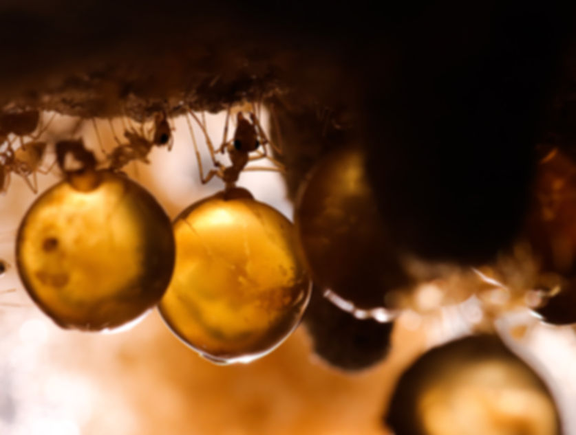 Navajo Honeypot Ants (Myrmecocystus navajo)
