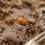 Thumbnail: Desert Formica Ants (Formica perpilosa)