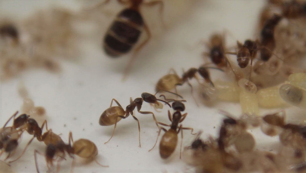 Thumbnail: High Noon Ants (Forelius pruinosus)