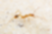Florida Long-Legged Ants (Aphaenogaster floridana)