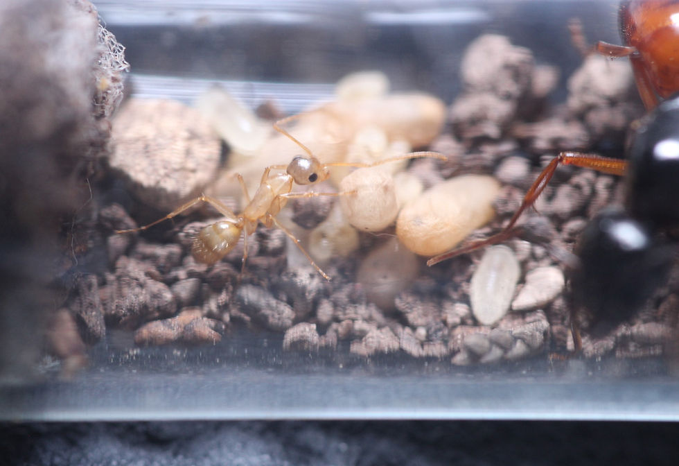 Thumbnail: Orange Striped Carpenter Ants (Camponotus sansabeanus)
