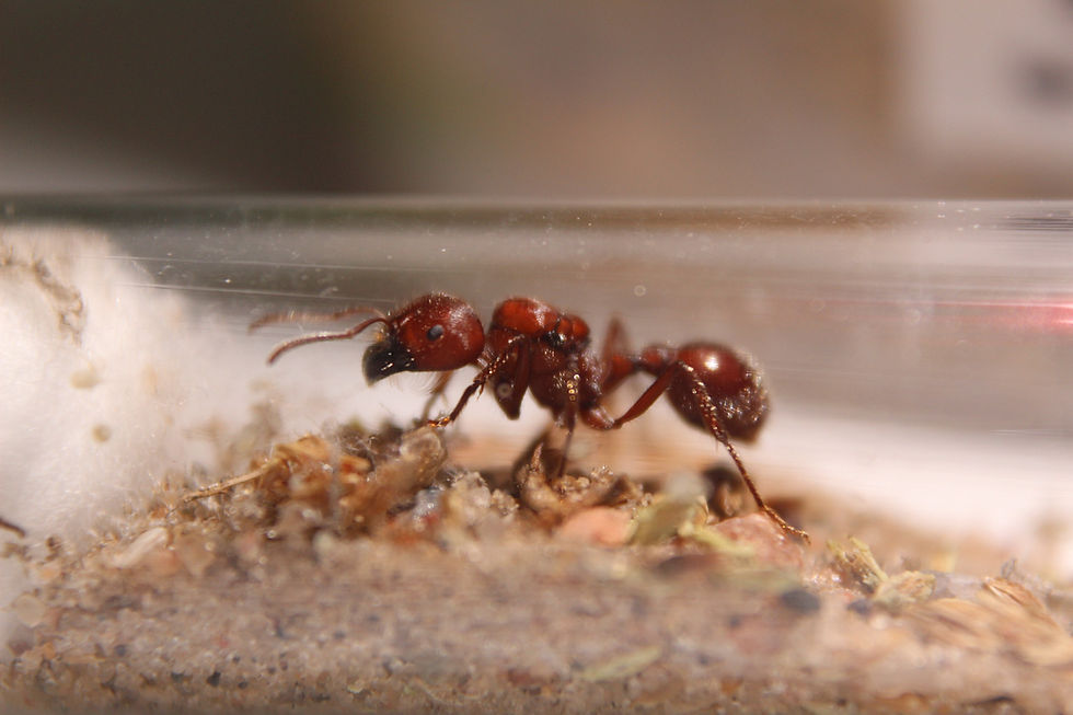 Thumbnail: Florida Harvester Ants (Pogonomyrmex badius)