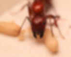 Thumbnail: Chestnut Carpenter Ants (Camponotus castaneus)