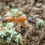 Thumbnail: Camponotus semitestaceus major ant