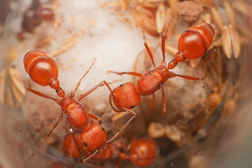 ant New ant species discovered in the Amazon likely represents oldest