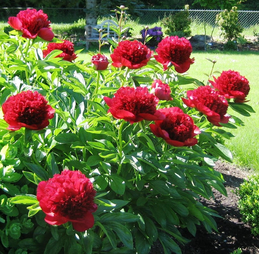 Paeonia (Peony)