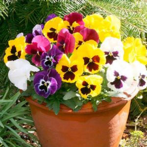 Thumbnail: Winter bedding plants