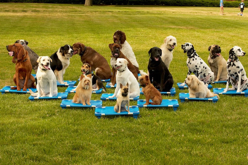 DOG GROUP TRAINING.jpeg