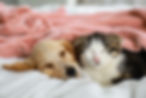 犬と猫