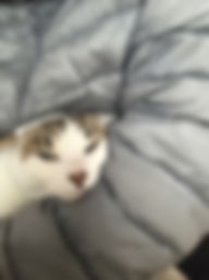 まろん1