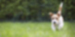 走る犬