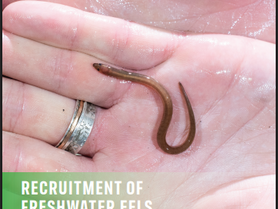 Elver Summary for Partnerships 2024-2025