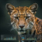 📜 "The Humanity Script": Ethical AI for Ecological Stewardship and a Living Planet The ecological statistics presented paint a sobering picture of the pressures on our planet's life support systems. AI offers unprecedented tools to monitor, understand, predict, and potentially mitigate these environmental challenges, but its application must be guided by profound ethical responsibility. "The Humanity Script" demands: Data for the Planet, Not Just Profit: Ensuring that AI and ecological data are used for the global public good, prioritizing conservation, sustainability, and climate action, rather than solely for commercial exploitation of natural resources. Avoiding Bias in Environmental AI: AI models used for ecological assessment or conservation planning must be carefully vetted for biases that could arise from unrepresentative data (e.g., focusing on well-studied regions or charismatic species), potentially leading to inequitable or ineffective environmental interventions. Transparency and Interpretability (XAI): For AI-driven ecological models and conservation recommendations to be trusted and effectively implemented, their workings should be as transparent and understandable as possible to scientists, policymakers, and local communities. Inclusivity and Participatory AI: Ethical ecological AI involves engaging local communities and indigenous peoples, respecting their traditional ecological knowledge (TEK), and ensuring they are partners and beneficiaries in AI-driven conservation and resource management initiatives. Data sovereignty is key. Preventing Misuse and "Greenwashing": AI tools for environmental monitoring must be protected from misuse (e.g., for illegal resource extraction). Furthermore, AI should not be used to create a misleading appearance of sustainability ("greenwashing") without genuine environmental improvements. The "Rebound Effect" and Sustainable Consumption: While AI can improve resource efficiency, this must be coupled with efforts to address overall consumption patterns. Efficiency gains from AI should not simply lead to increased overall resource use. Long-term Thinking and Precautionary Principle: AI modeling can help us foresee long-term ecological consequences. Ethical application involves adopting a precautionary approach, especially when AI is used to assess or manage complex, potentially irreversible environmental changes. 🔑 Key Takeaways on Ethical Interpretation & AI's Role: AI provides invaluable tools for understanding and addressing complex ecological challenges. Ethical AI in ecology must prioritize planetary health, biodiversity, sustainability, and equity. Collaboration between AI experts, ecologists, local communities, and policymakers is crucial. The goal is to use AI to enhance our stewardship of Earth's ecosystems for current and future generations.