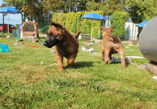 chiot malinois