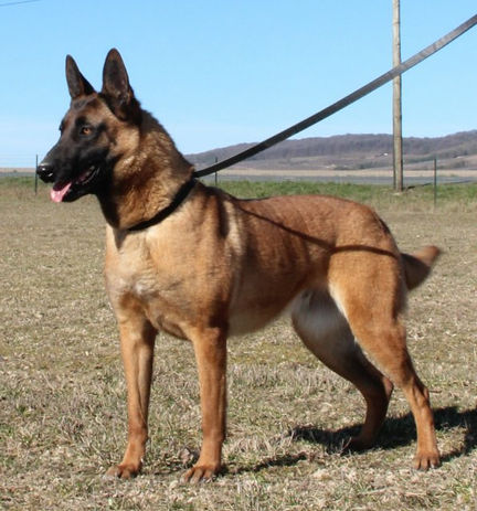 malinois