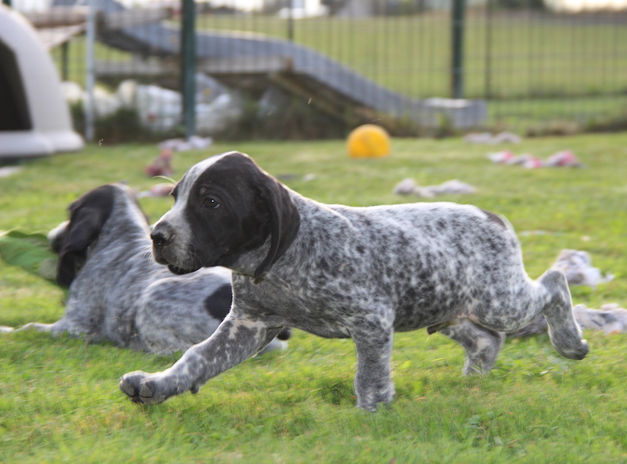 chiot braque d'auvergne du paradis