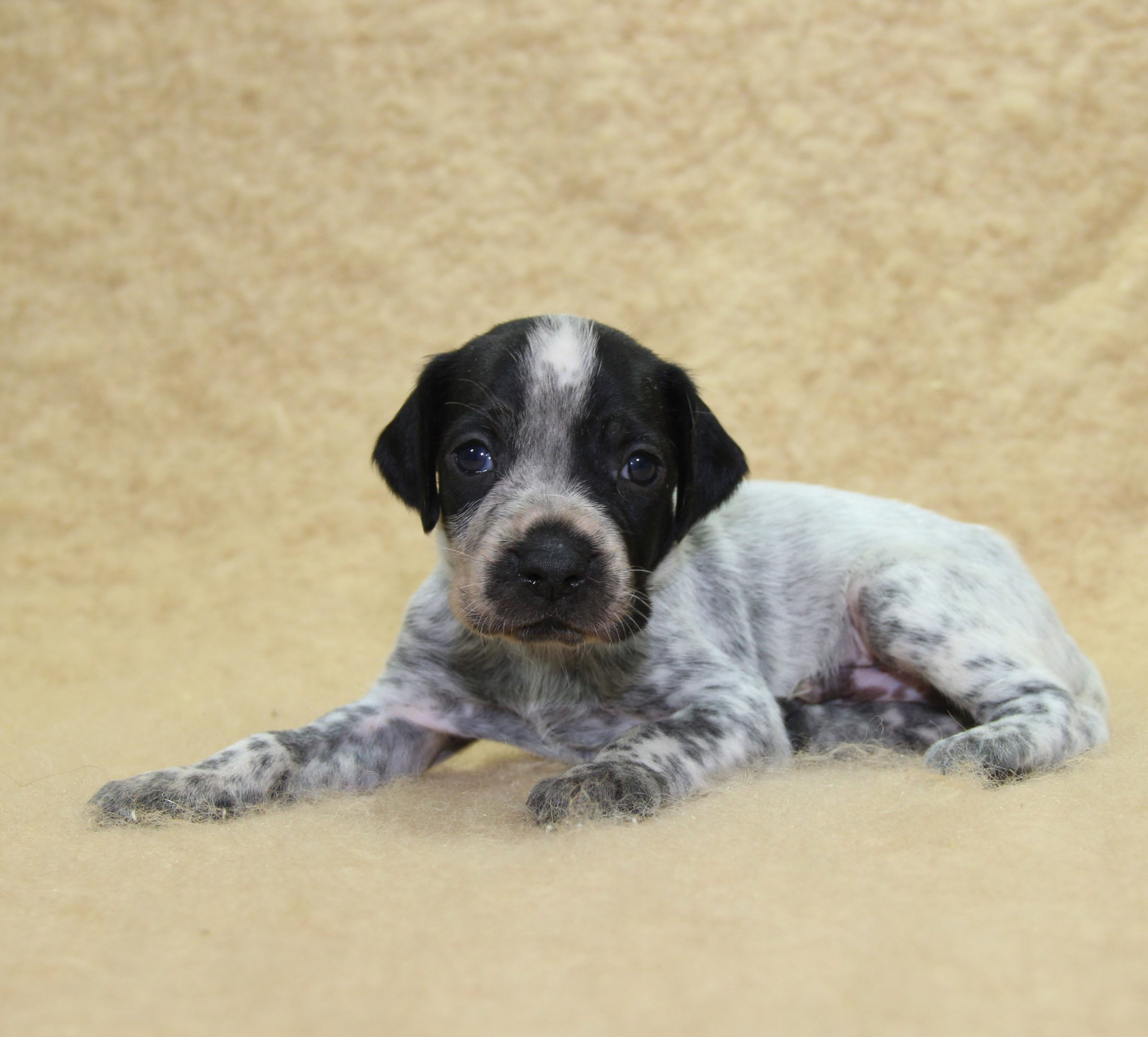 Bébé Mâle braque face