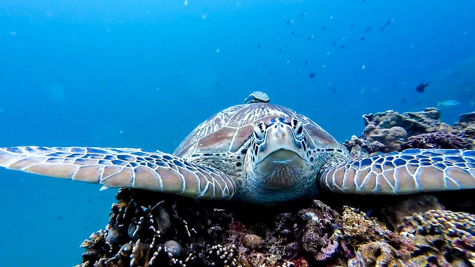 Turtle Gili Air