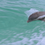 Thumbnail: Dolphin Kick