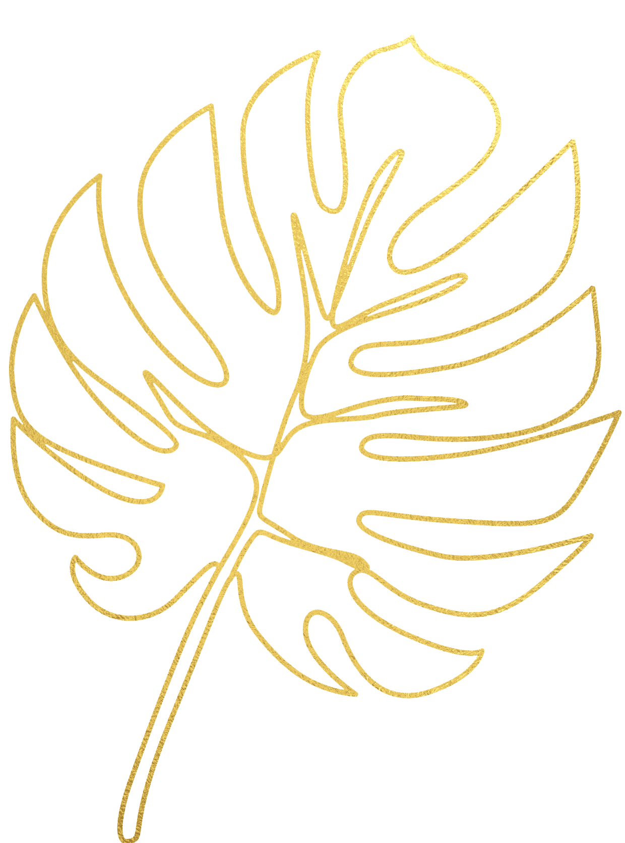 Monstera