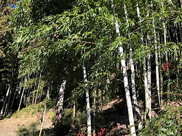 八木澤竹芸 Yagisawa Bamboo Crafts