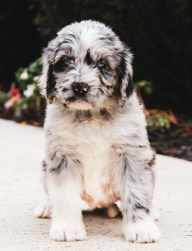 Merle Full Grown Newfiedoodle Hot Newfypoo Information Best Sale