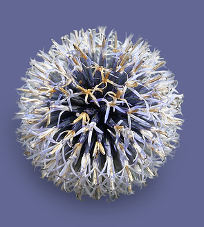 L1000951 Kugeldistel lila V2 web.jpg