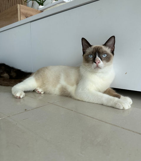 Gato