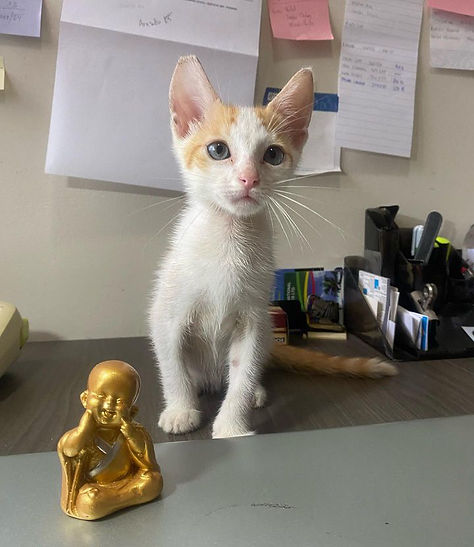 Gato
