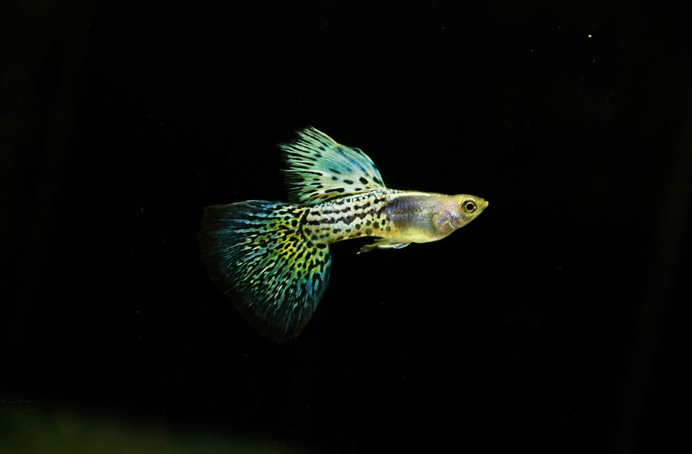 Thumbnail: metal blue grass