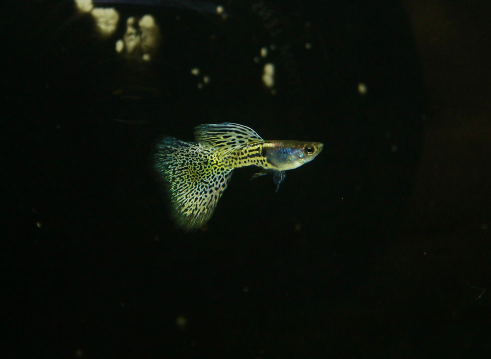 Thumbnail: Metal yellow lace