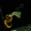Thumbnail: Metal yellow lace