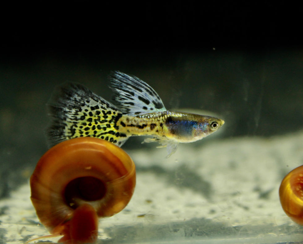 Thumbnail: Metal Purple Grass