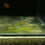 Thumbnail: Metal Purple Grass