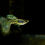 Thumbnail: Metal Cobra