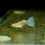 Thumbnail: Albino Blue Topaz (4.25.19)