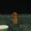 Thumbnail: Ramshorn snail
