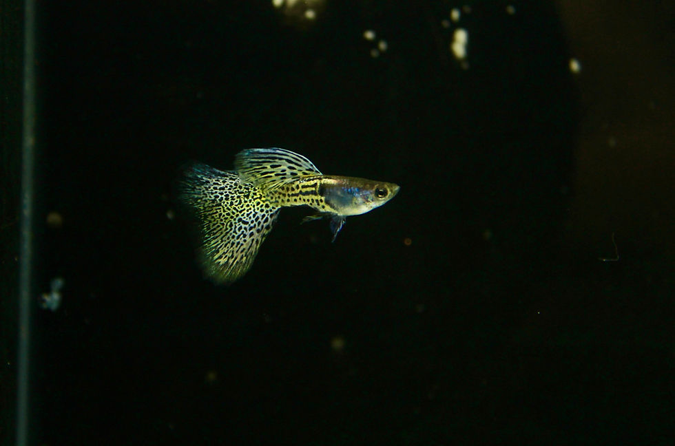 Thumbnail: Metal yellow lace