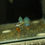 Thumbnail: Metal Blue Grass