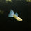Thumbnail: Albino Blue Topaz (4.25.19)
