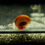 Thumbnail: Ramshorn snail