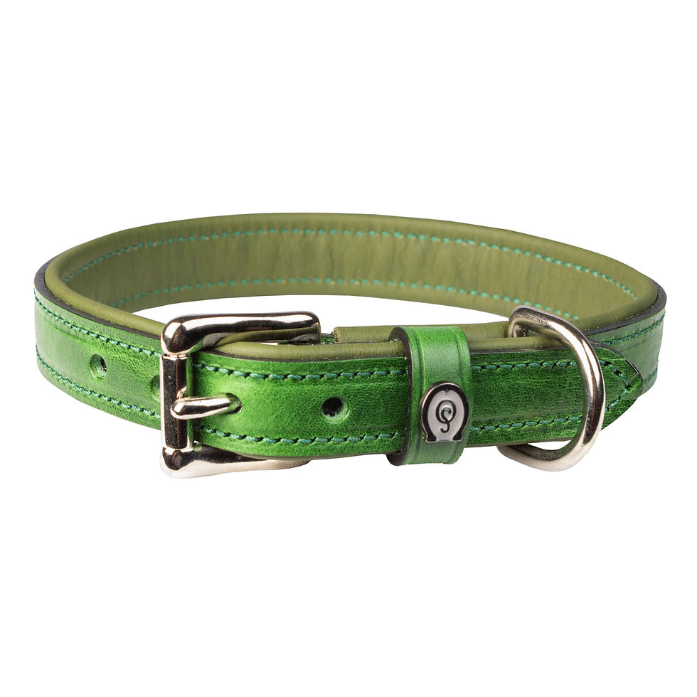 Schmales, grasgrünes Lederhalsband, Schnallenansicht. Silberfarbene Beschläge