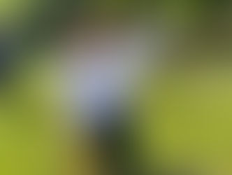 🌳✨ Semeando o Futuro: Projeto Juntos pelo Meio Ambiente!