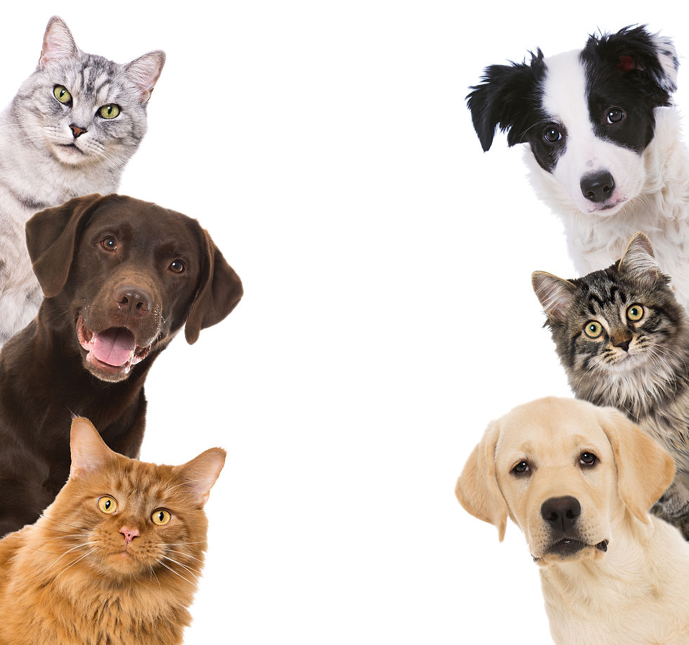 Different pets looking from the side.jpg