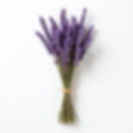 Chùm Hoa Lavender