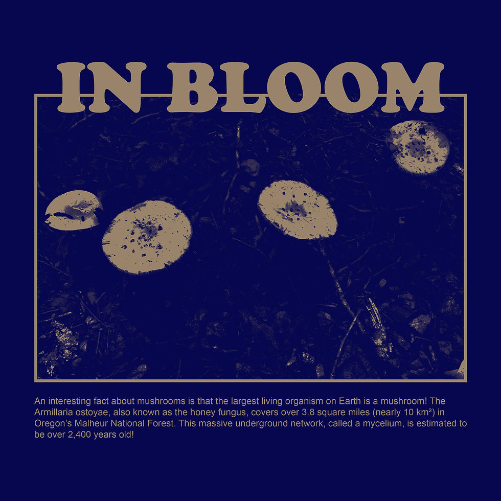 Miniatura: ENVOY IN BLOOM S/S TEE - NAVY