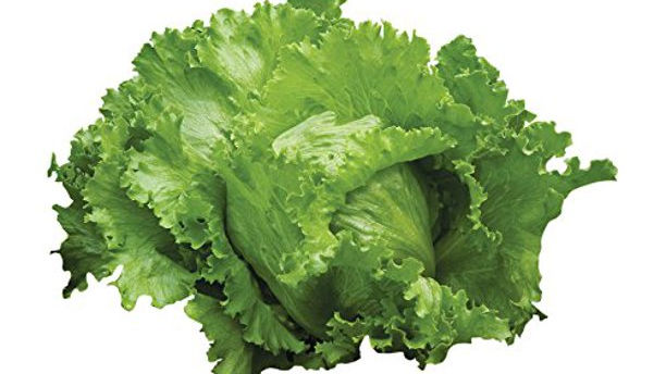 Igloo Lettuce
